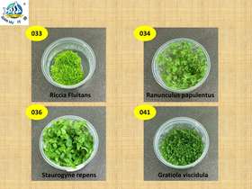 Catalogue of Aquatic plants-04.jpg